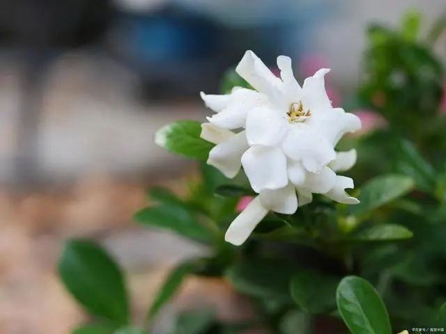 栀子花是吉利花吗_栀子花寓意好不好_栀子花为啥不吉利
