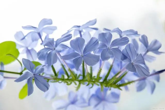 栀子花是吉利花吗_栀子花为啥不吉利_栀子花寓意好不好
