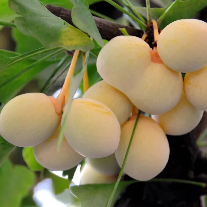 银杏果的食用价值