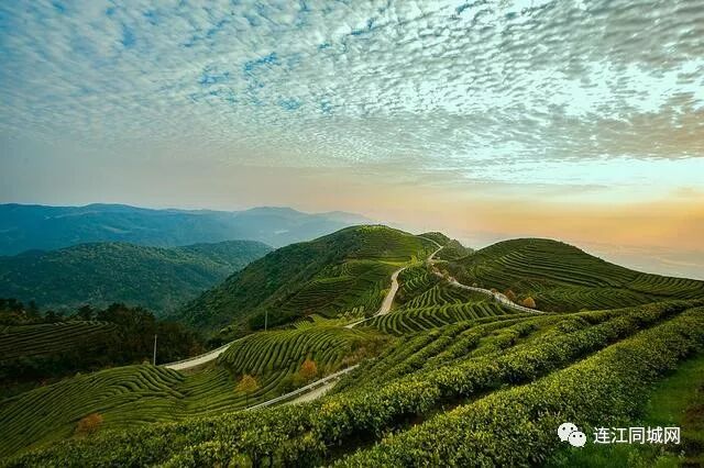 连江的长龙茶山真有那么美吗?