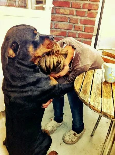 暖心|與狗狗擁抱的一瞬間，就像擁抱了全世界 萌寵 第6張