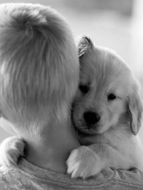 暖心|與狗狗擁抱的一瞬間，就像擁抱了全世界 萌寵 第3張