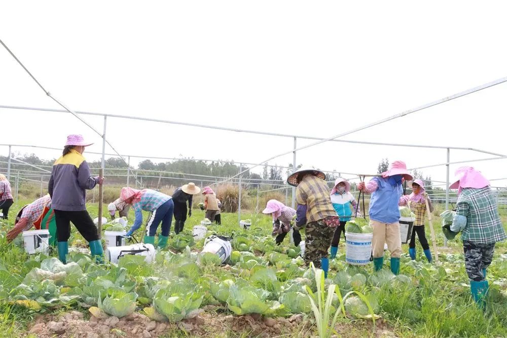 昌化镇：积极盘活闲置土地 推动乡村产业振兴(图2)