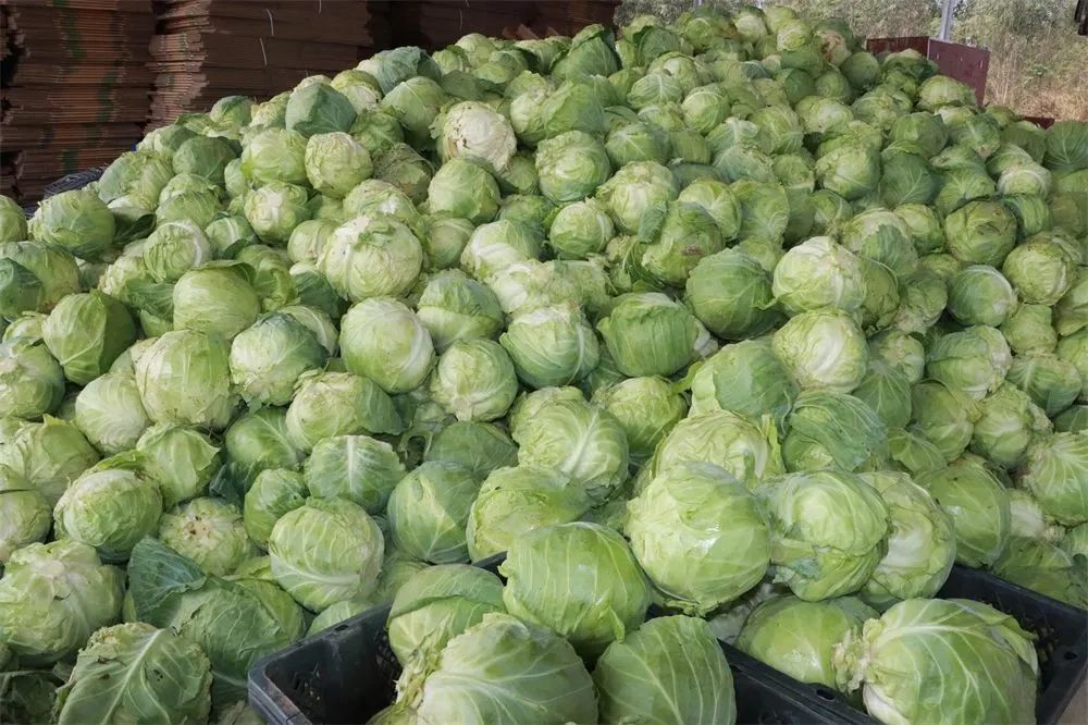 昌化镇:积极盘活闲置土地 推动乡村产业振兴(图3) 昌化镇:积极盘活闲置土地 推动乡村产业振兴(图3)