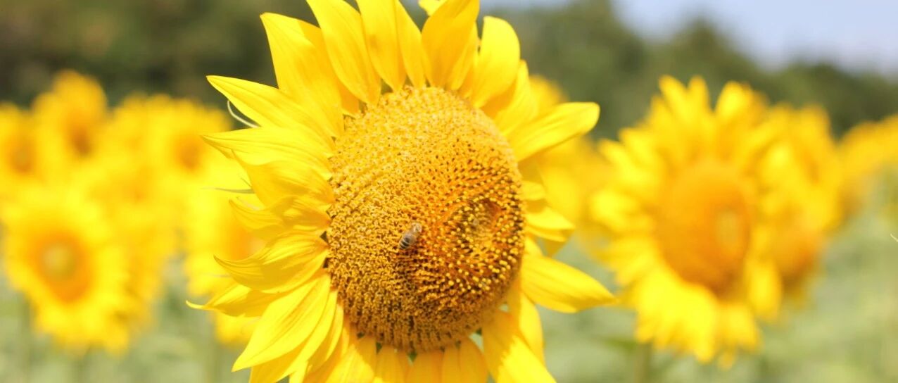 挥手送夏，招手迎秋