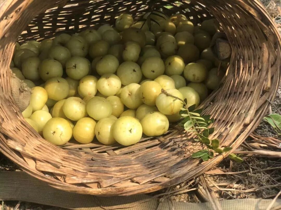 普宁的甜油甘这么好卖，弄些果苗自己种难道它不香吗？