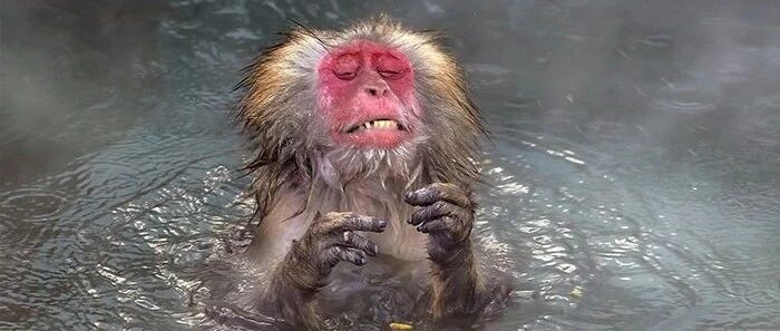 2020搞笑野生动物摄影大赛入围作品公布！竞争也太激烈了吧~