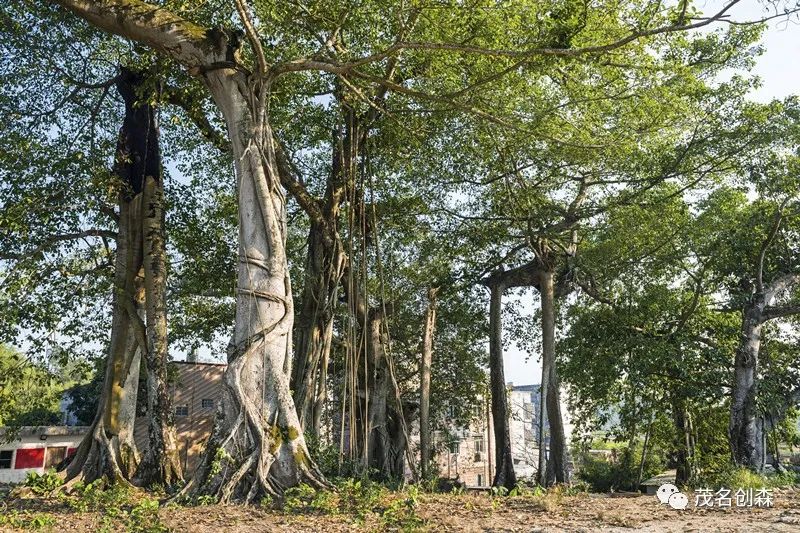 古树1.jpg