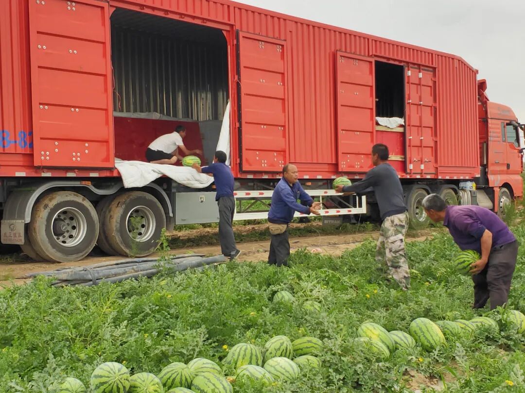 134团下野地西瓜丰产甜到瓜农心坎里