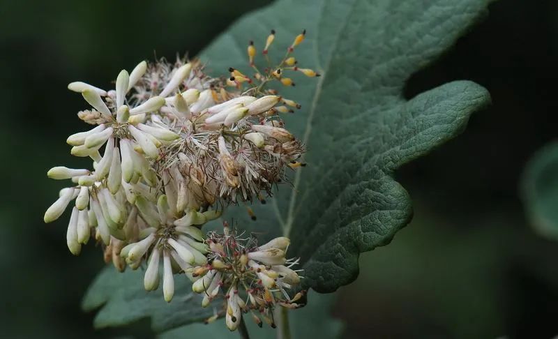 农村常见的草药 人工种植亩收入竟可达3000元以上 三农洞察 微信公众号文章阅读 Wemp