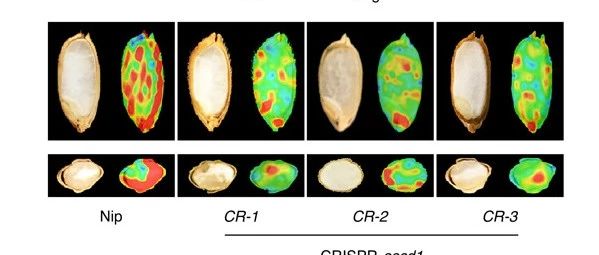 微信公众号中国科学院植物研究所 Ibcas Wx 最新文章 微信公众号文章阅读 Wemp