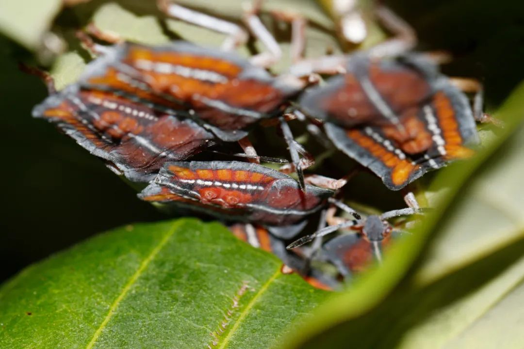 叩甲属于鞘翅目叩甲科,是一种甲虫