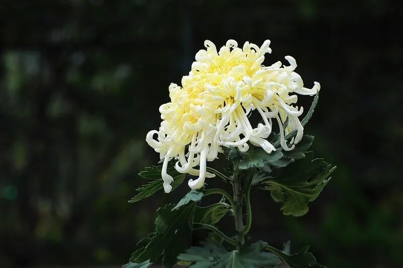 拍摄菊花感受质感-中关村在线摄影论坛