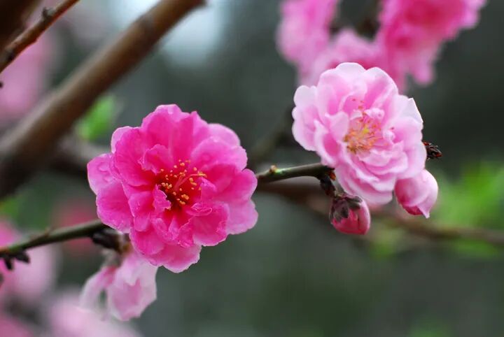 【春花摄影图片】北京生态摄影_太平洋电脑网摄影部落