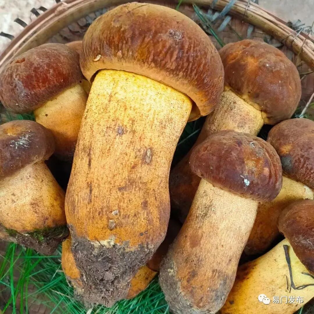 【菌"香"易门】易门县野生菌价格冲高 交易依然火爆