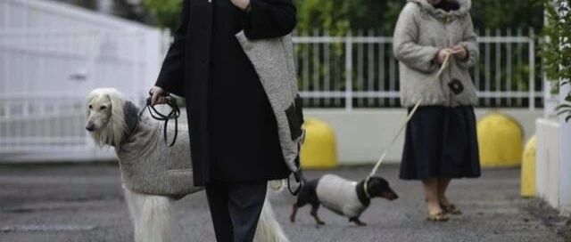 12岁少女遛狗绊倒老人致死，还有比这更残酷的真相...