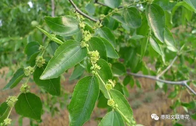 枣花 编辑团队作品欣赏 枣花暗香袭小城 组章 枣阳文联枣花 微信公众号文章阅读 Wemp