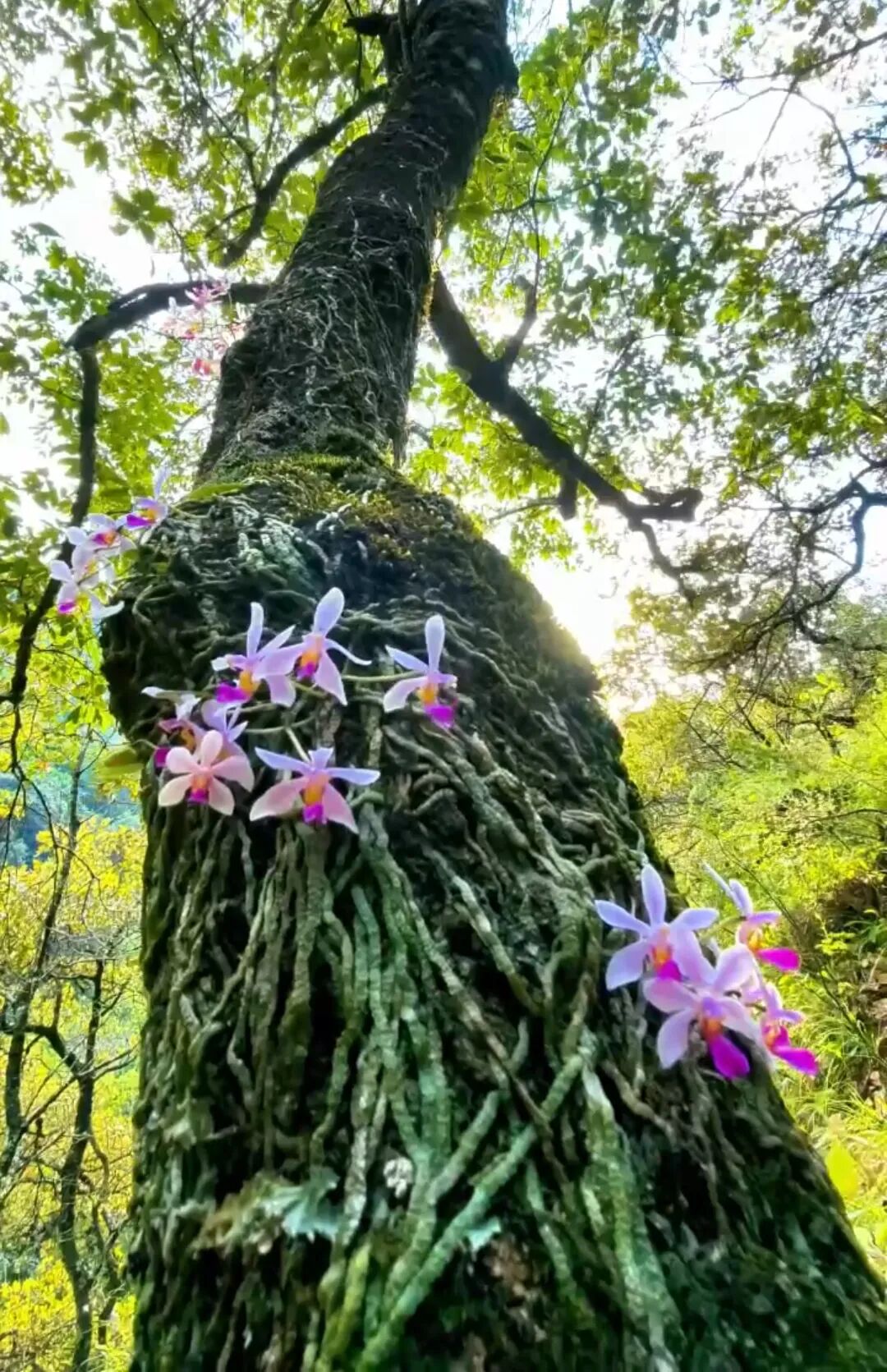 华西蝴蝶兰 (3).jpg