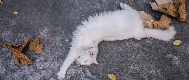 拍好一张宠物照要注意的事儿