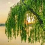 很惊喜！这10种树木，包含10种吉祥寓意，你喜欢哪一个？