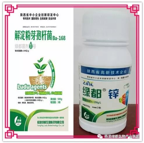 柑橘缺素症状的生物防治方法 杨凌绿都生物产业联盟 微信公众号文章阅读 Wemp