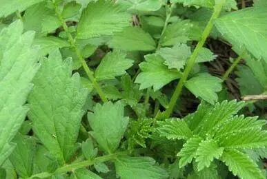 中药刀口药的图片功效及其药用价值与用法介绍！