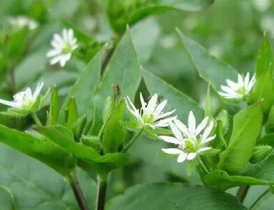 中药大对经草的图片特征及其功效与作用！