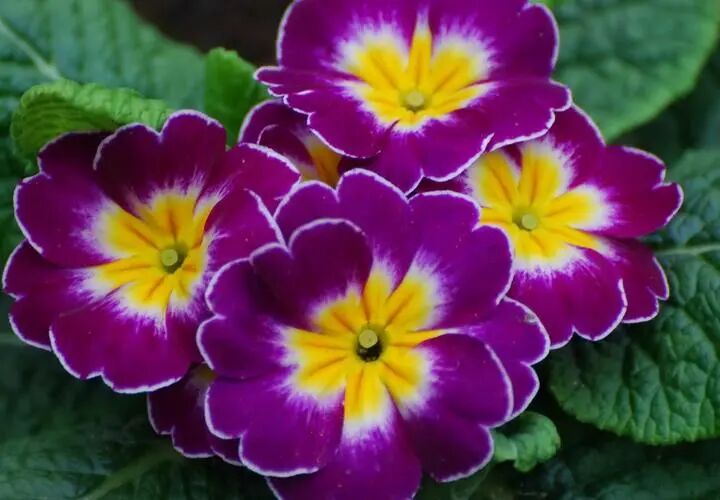 中药报春花的图片及其报春花的功效与作用！