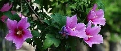 这几种花也能吃？！不仅能，还可入药！你也来试试