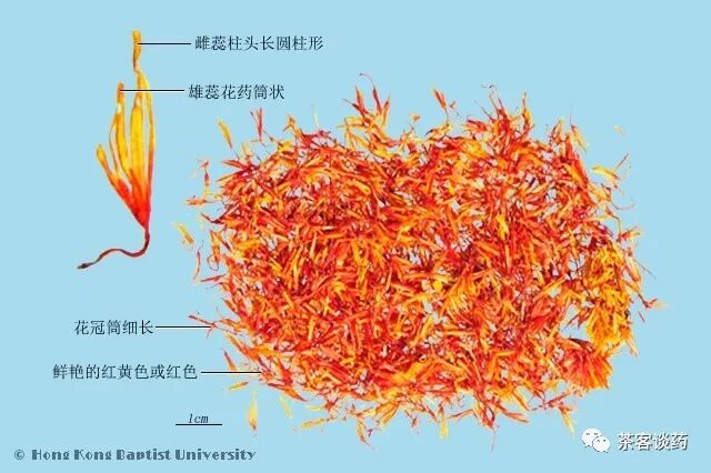 中药图鉴 花类篇 建议收藏 百味本草 微信公众号文章阅读 Wemp