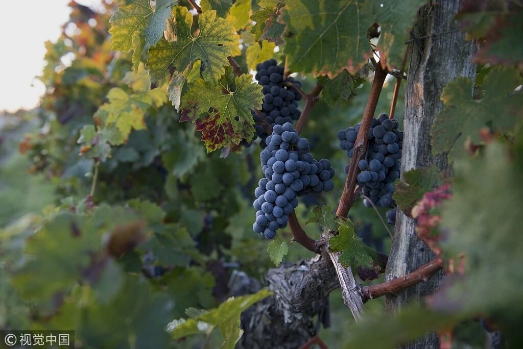 酿造红酒的葡萄品种你知多少？