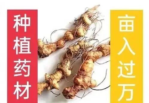 推荐四种农村种植不愁销路适合新手种植的药材项目，建议收藏！