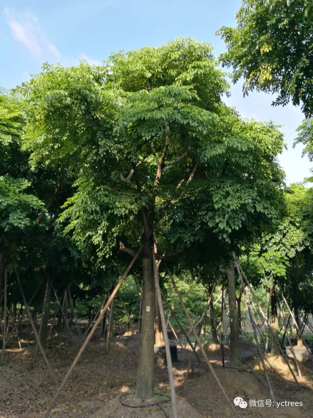 种什么树经济价值高(种什么树经济价值高周期相对较短)