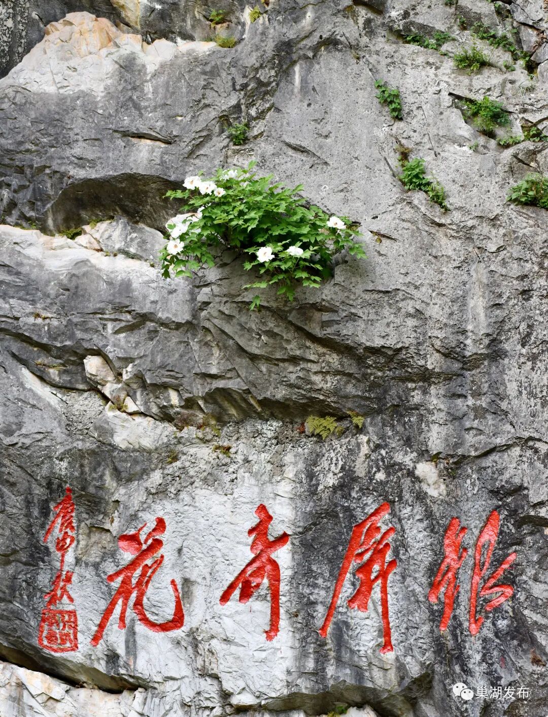 巢湖银屏牡丹绽放芳姿 - 合肥影响力-中国城市品牌媒体