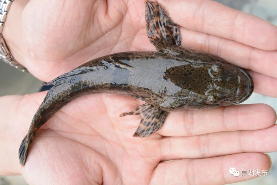 有口福啦呆子鱼有望再上巢湖市民餐桌