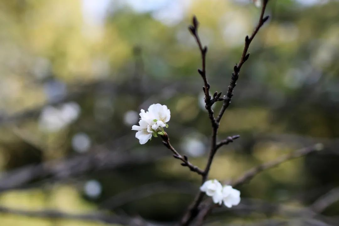 未能在春天赏到的太子湾樱花 在十月相见了 全网搜