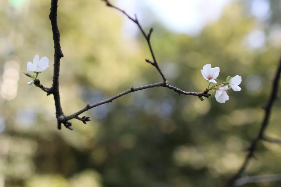 未能在春天赏到的太子湾樱花 在十月相见了 全网搜