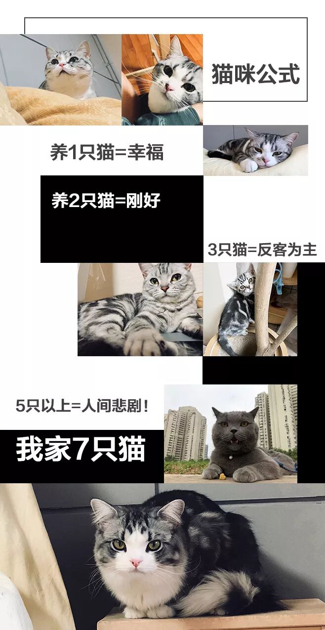 家有7只猫疯狂掉毛 家务男痛不欲生 最终被这款神器拯救 半藏湖 微信公众号文章阅读 Wemp