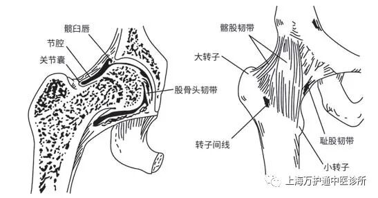 ，活动范围大，因而容易损伤，这是股骨头容易发生坏死的一个内在因素。何谓股骨头缺血性坏死？骨坏死有二种