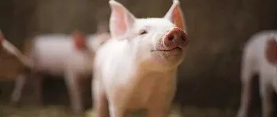 刚换豪车的养猪户又在含泪甩卖：一头亏3000，附近村都没猪了｜棱镜