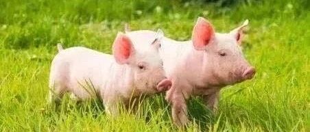 猪价下降空间多大？中国猪肉消费仅6.5亿头，在建规模却达20亿头