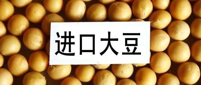 中国为何非要买美国粮食？8月158船大豆运往中国 到港量近千万吨