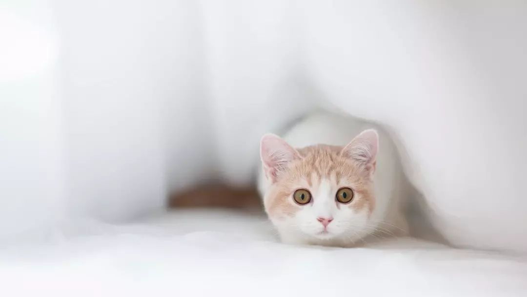 28張唯美自然風景電腦桌面壁紙推薦小編精選總有一張適合你 尋夢科技