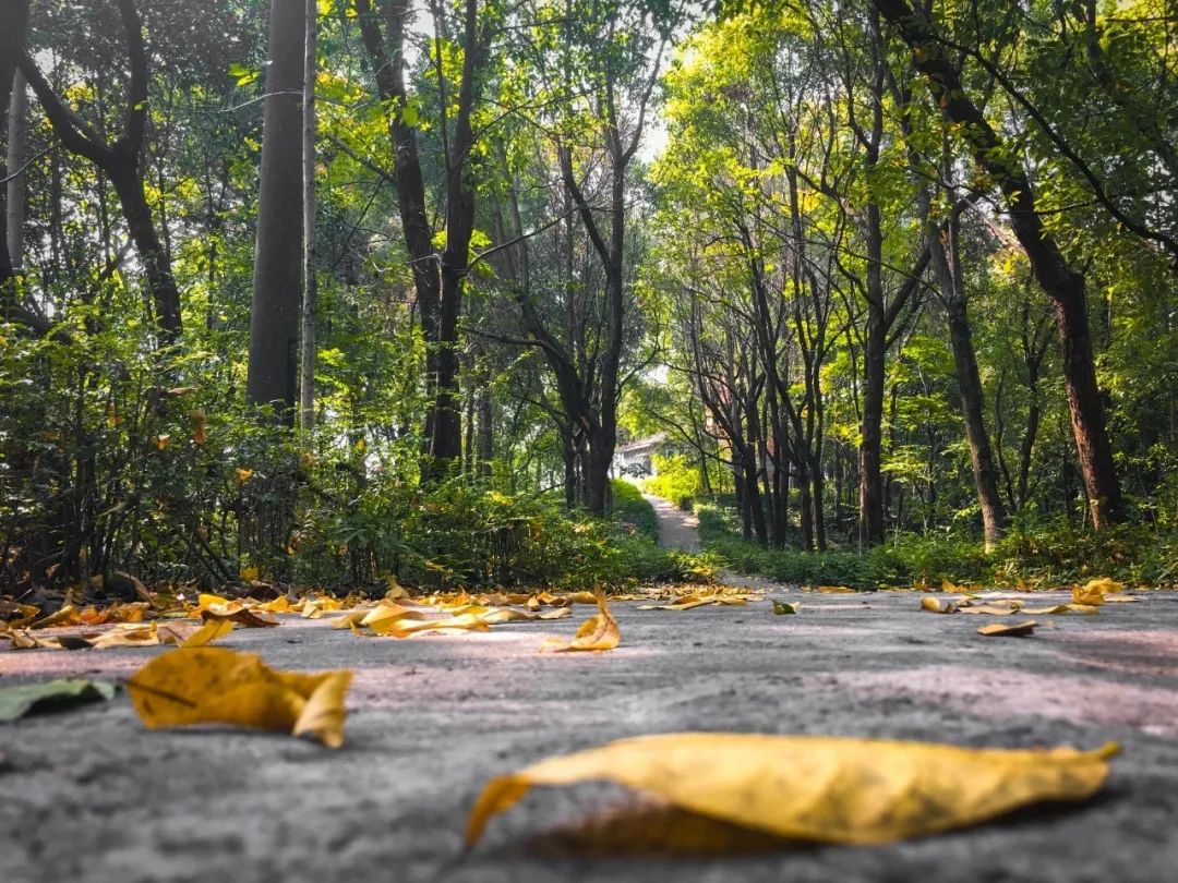 南華大學地址雨母校區(qū)_南華大學地址郵編_南華大學地址