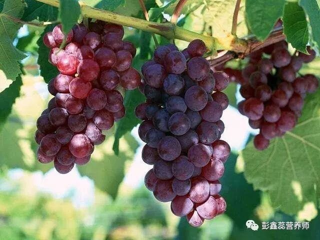 葡萄皮跟葡萄籽有花青素 可以抗衰老 不管好坏 这2类人都别吃 彭鑫蕊营养师 微信公众号文章阅读 Wemp
