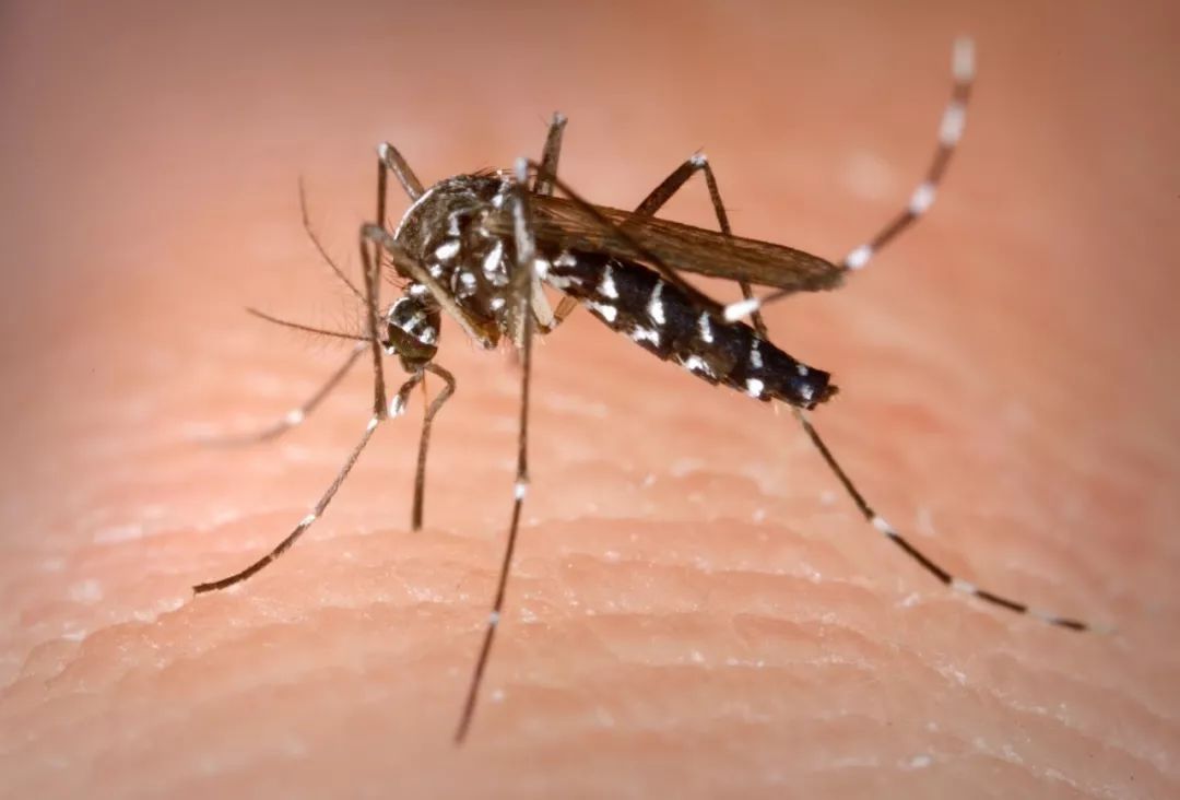 疫情一触即发!圣盖博谷新种蚊子泛滥,吸人血如同吃零食
