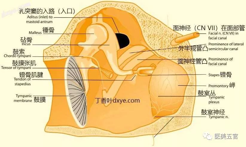 張 筋 鼓膜 耳の構造と耳小骨の役割