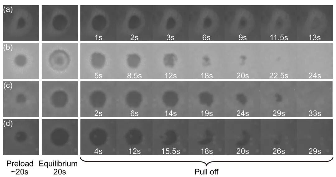 中科院兰州化物所周峰研究员课题组：具有机械响应自剥离特性的仿生智能壁虎脚黏附材料的图2