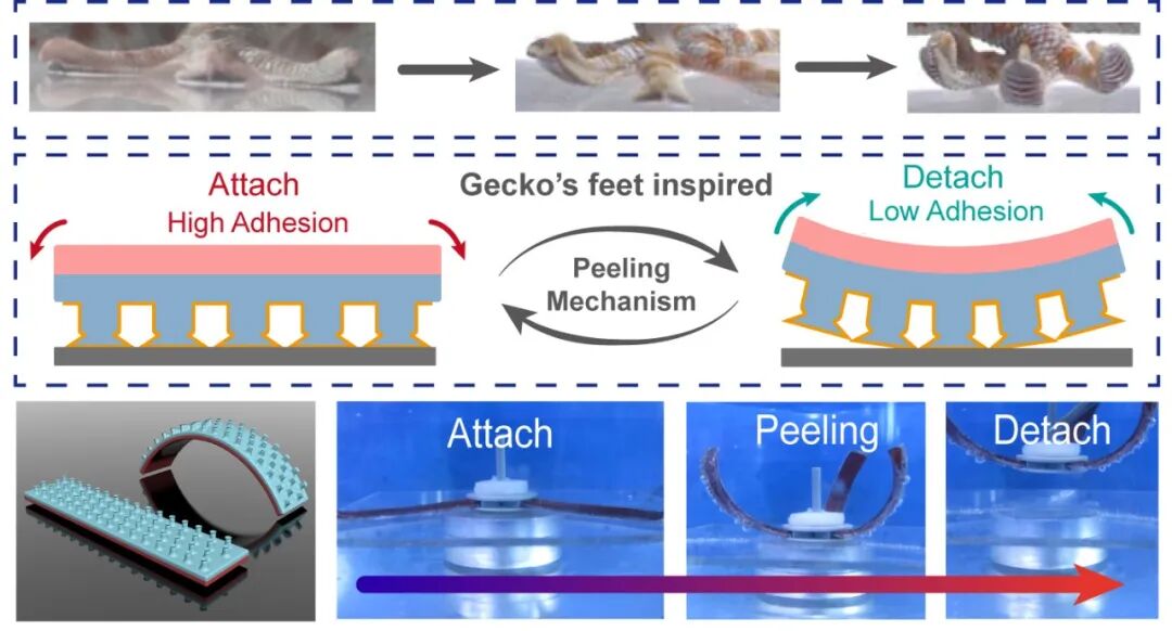 中科院兰州化物所周峰研究员课题组：具有机械响应自剥离特性的仿生智能壁虎脚黏附材料的图1
