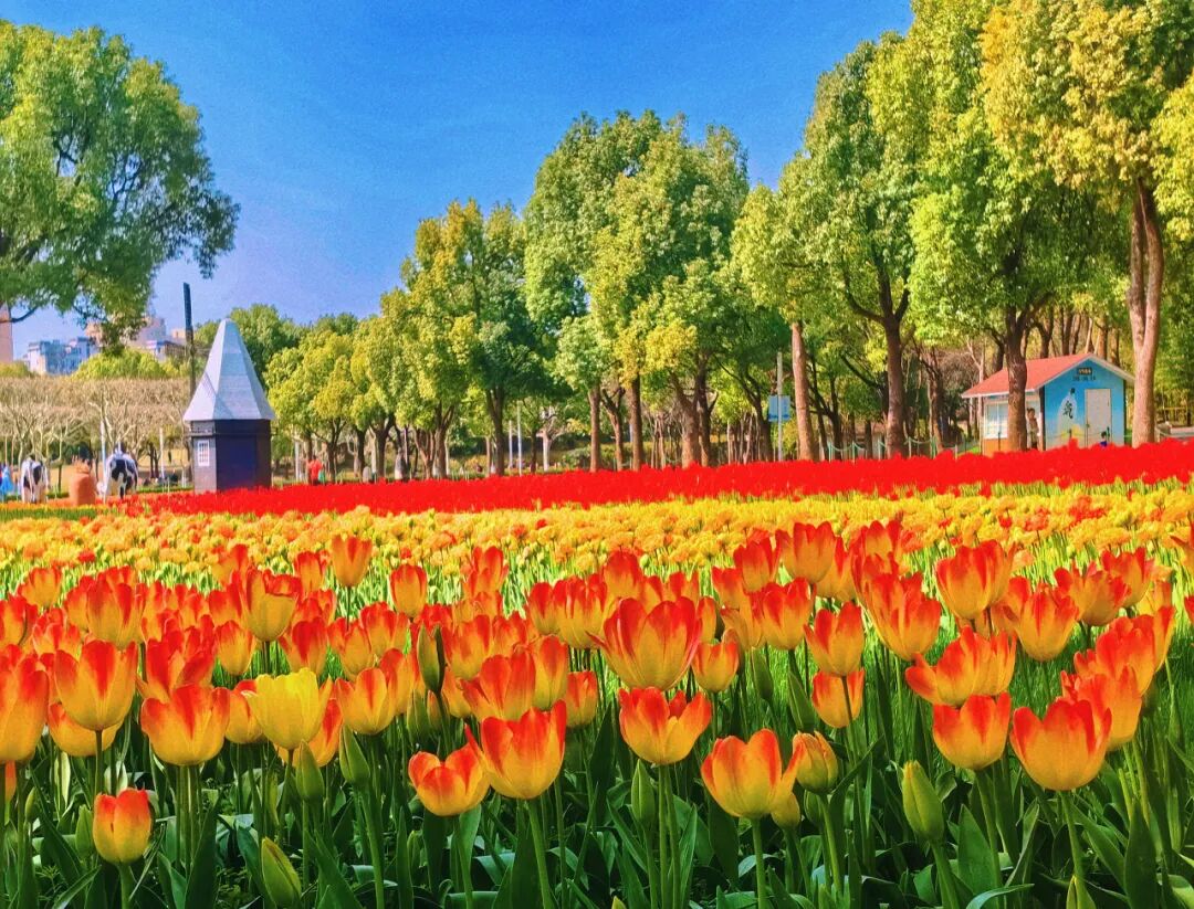 方寸镜头里花色正撩人大宁公园50万株郁金香惊喜震撼郁你邂逅